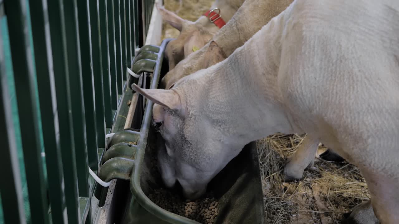 在动物展览、贸易展览会上吃配合饲料的羊群视频下载