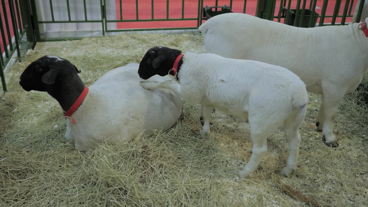在动物展、贸易展上的羊群视频下载