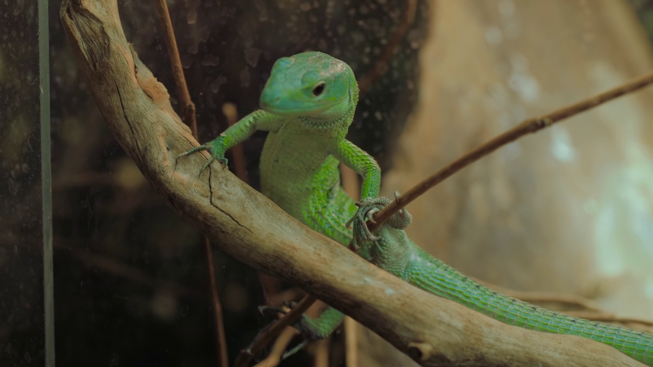 绿色的小蜥蜴慢慢地爬在玻璃容器里的木头树枝上视频下载