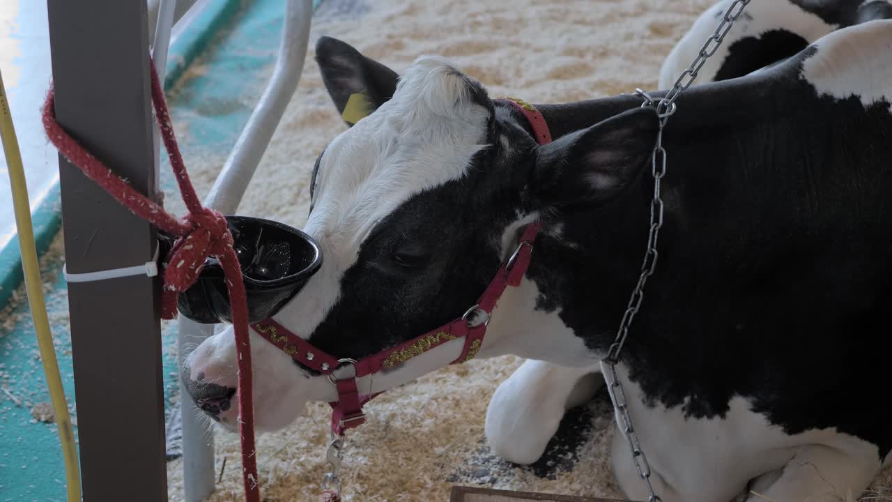 黑白荷斯坦牛在畜牧展上吃干草的肖像视频下载