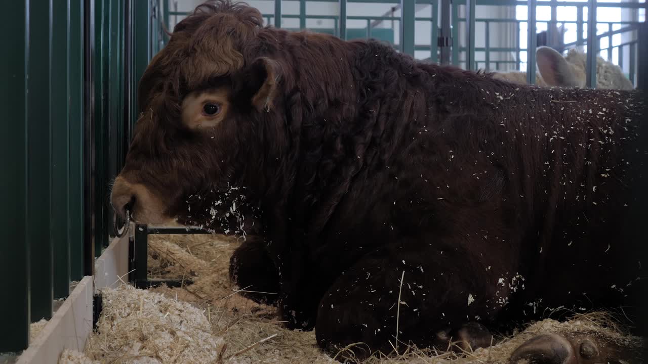 大棕色公牛躺在地上休息的肖像视频下载