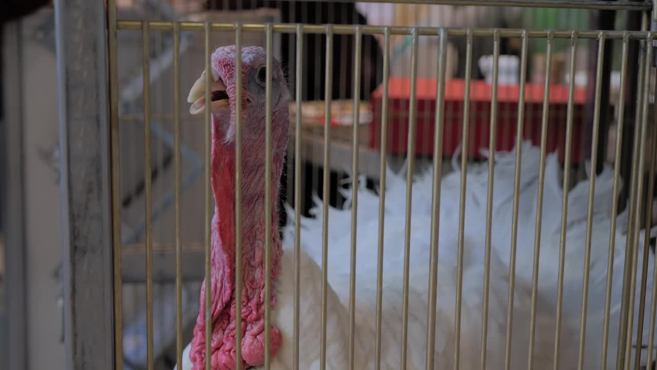 在动物展览、市场上，火鸡在笼子里环顾四周的肖像视频下载