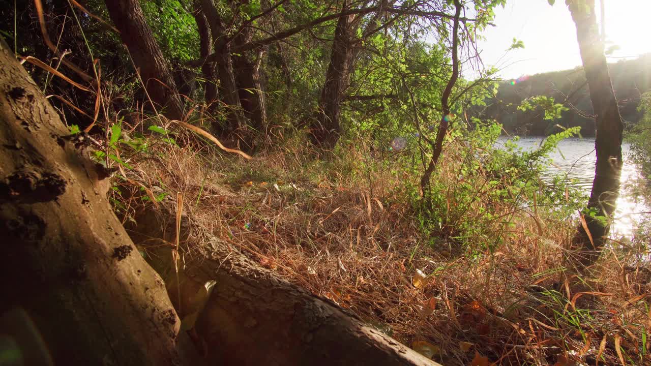 秋景，河岸林间空地上有倒下的老树和枯草，近距离观看，阳光明媚，自然美景视频下载