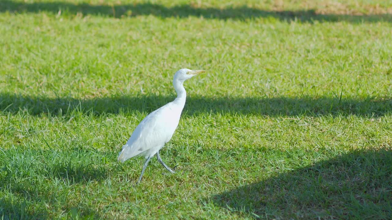 白鹭在阳光下的绿草地上漫步，4k慢动作120fps视频下载