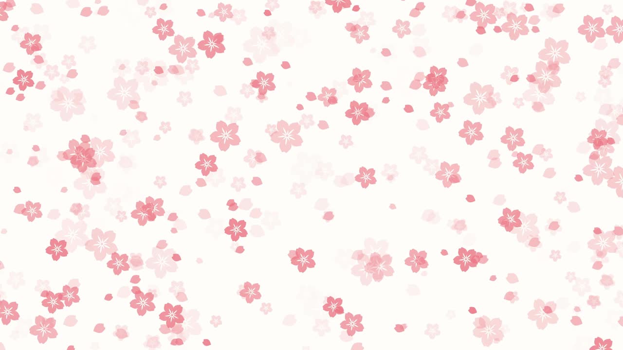 摘要樱花樱花在白色的背景视频下载