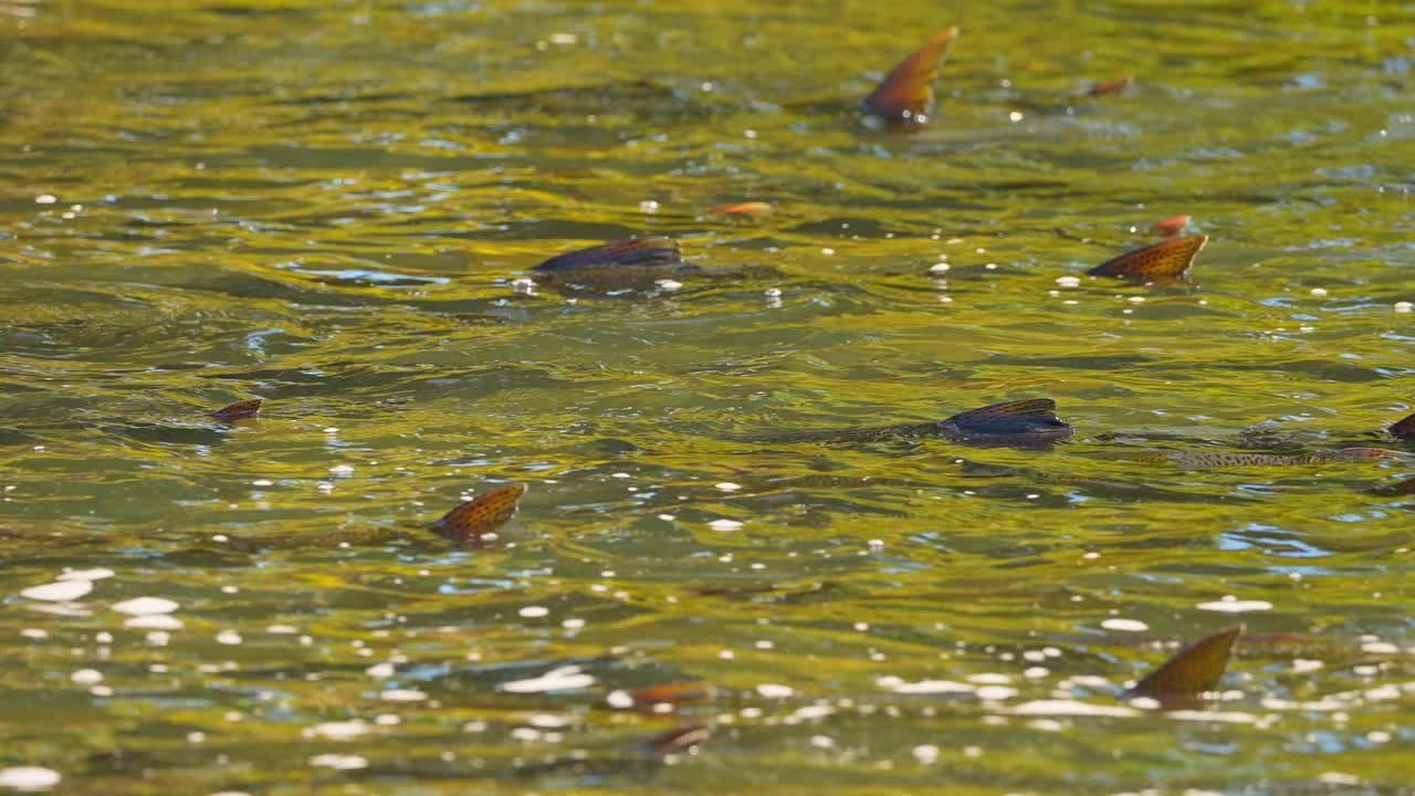 大马哈鱼游泳和跳跃瀑布，慢动作。加拿大安大略省，霍普港，科贝特大坝，加纳拉斯卡河，奇努克鲑鱼的产卵和迁徙。鲑鱼跑去产卵。视频下载
