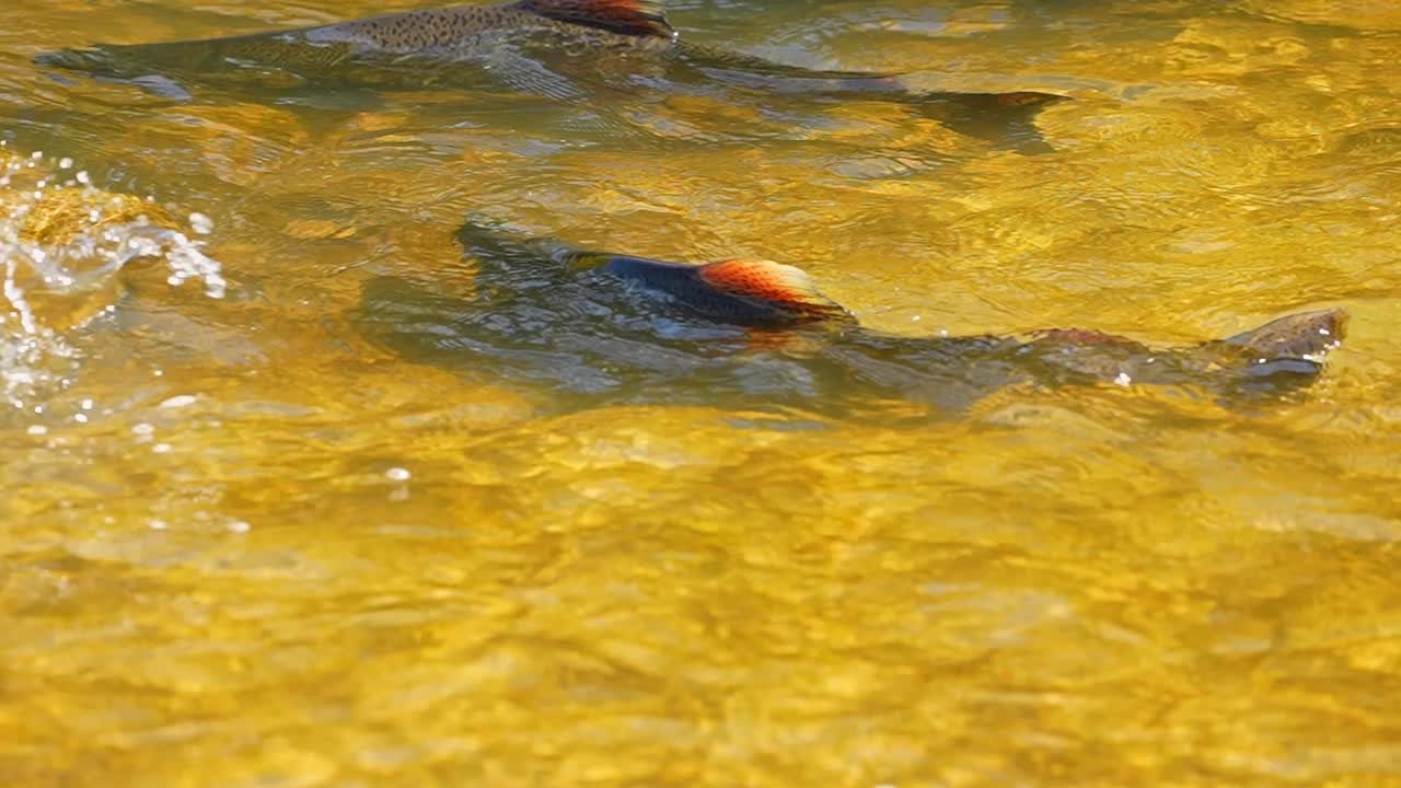 奇努克鲑鱼迁徙到加纳斯加河上游产卵的慢镜头。瀑布与植物鲑鱼产卵。加拿大安大略省霍普港的科贝特大坝。视频下载
