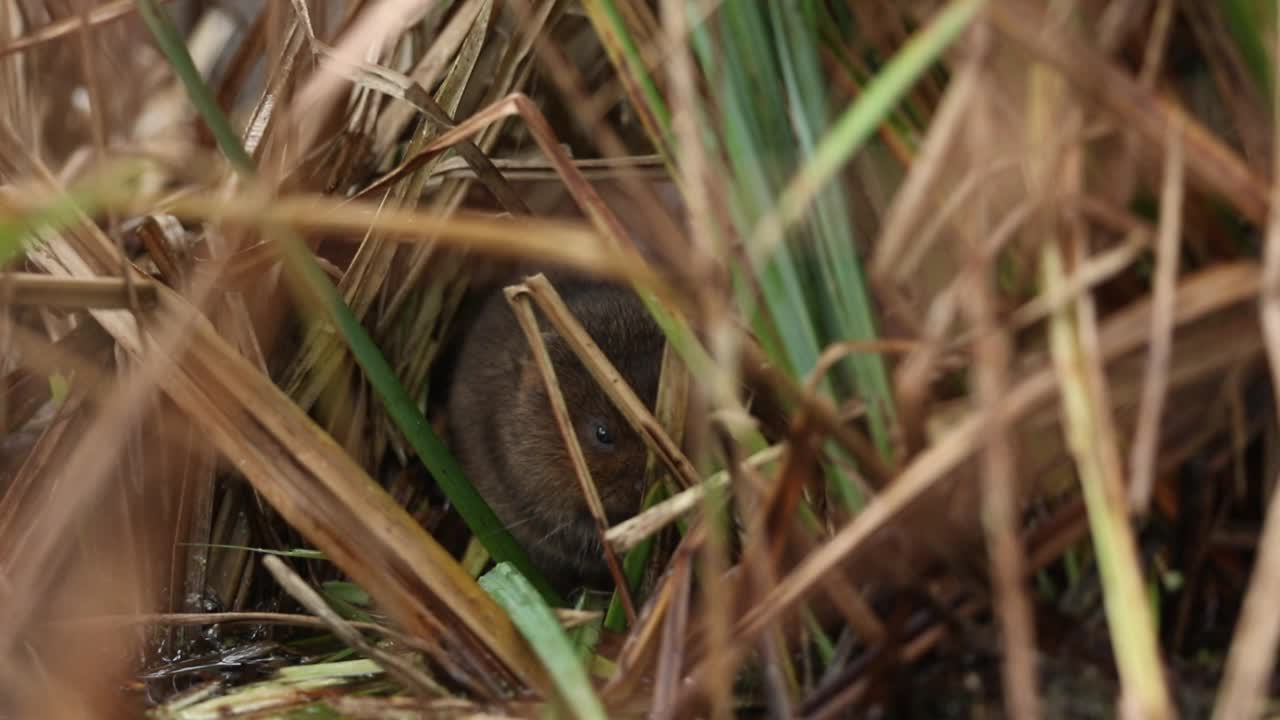 一只濒临灭绝的水田鼠，阿维科拉两栖，正坐在水边的芦苇中。它以新芽为食。水田鼠正受到栖息地丧失和捕食的严重威胁。视频下载