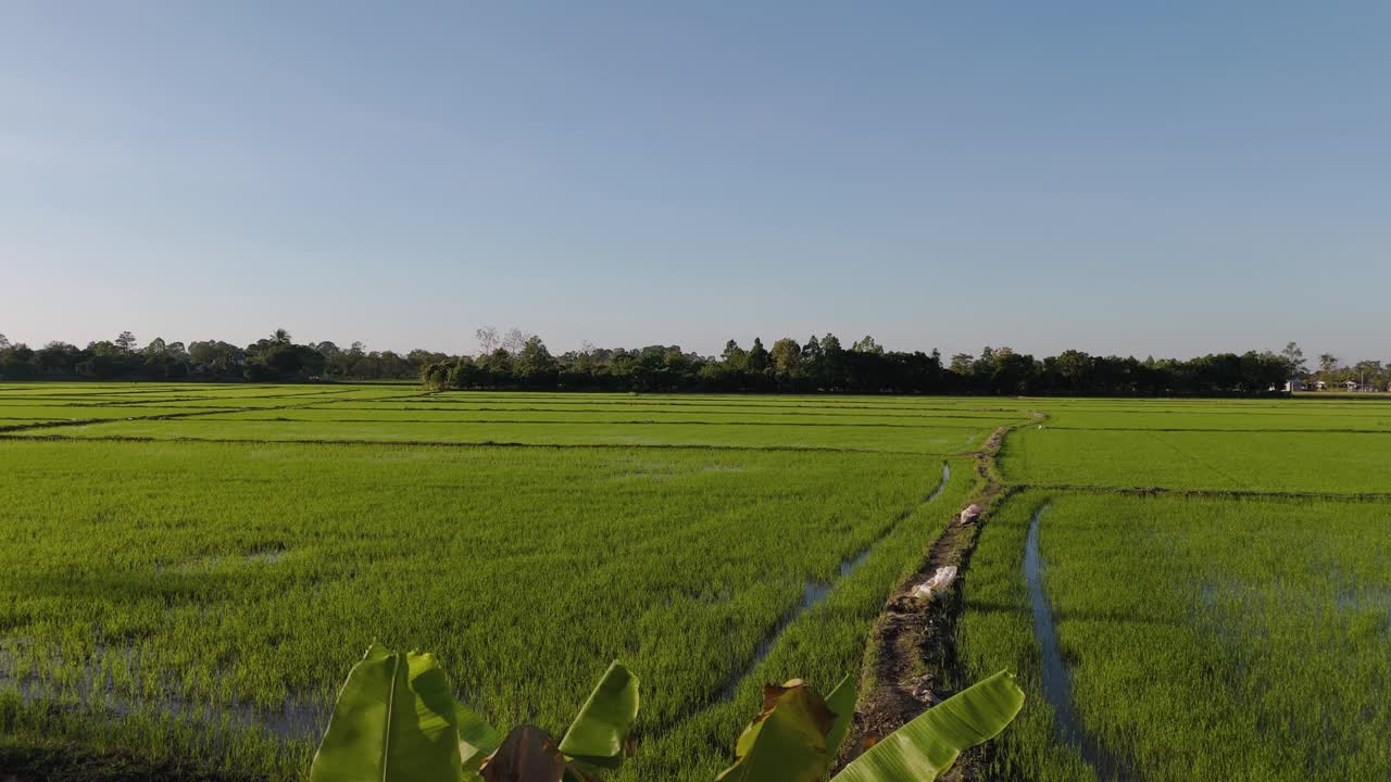 大片的稻田长得很漂亮。在考艾附近的那空Nayok。视频下载