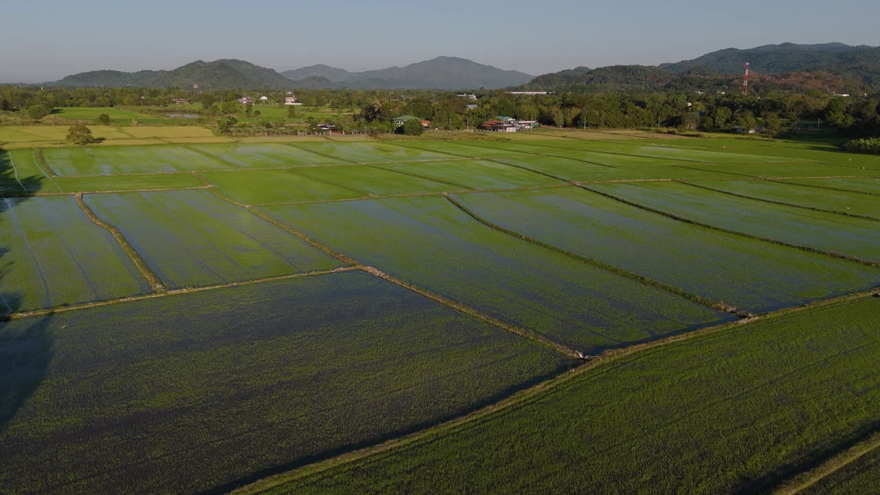大片的稻田长得很漂亮。在考艾附近的那空Nayok。视频下载