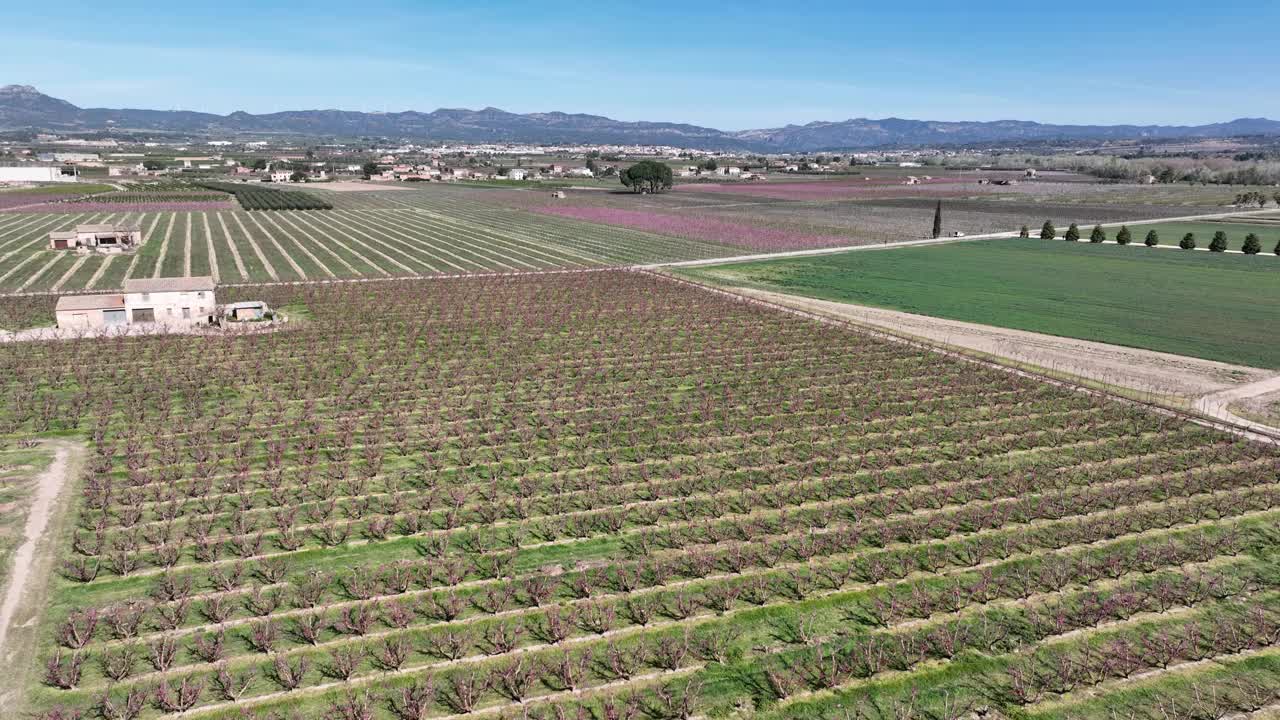 无人机拍摄的桃花和樱花在西班牙开花视频下载