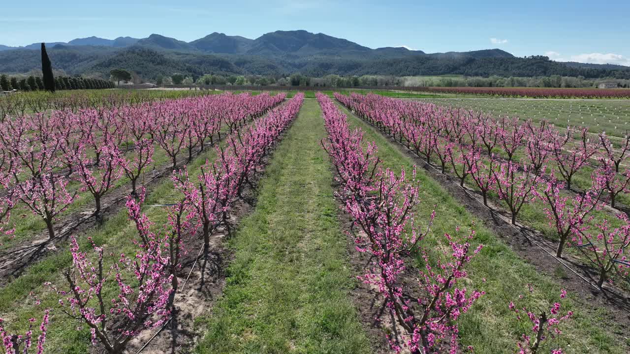 无人机拍摄的桃花和樱花在西班牙开花视频素材