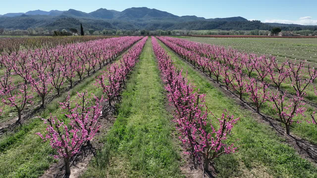 无人机拍摄的桃花和樱花视频素材