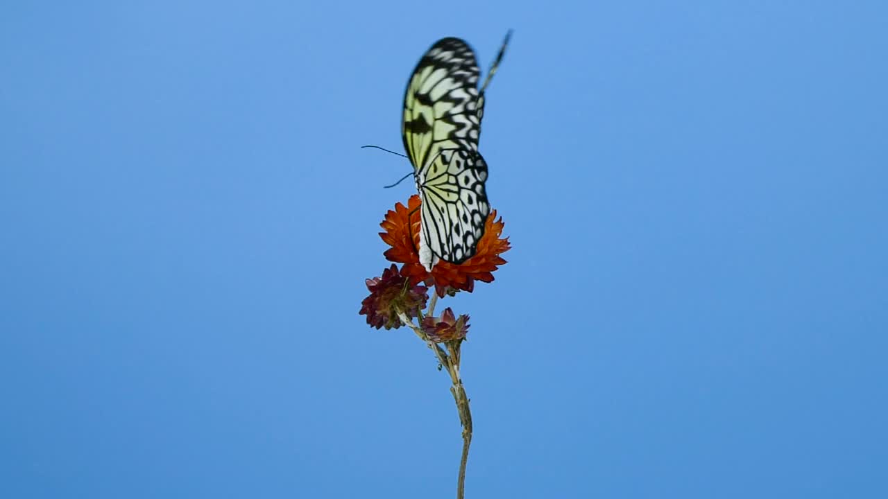 纸风筝蝴蝶在红花上视频下载