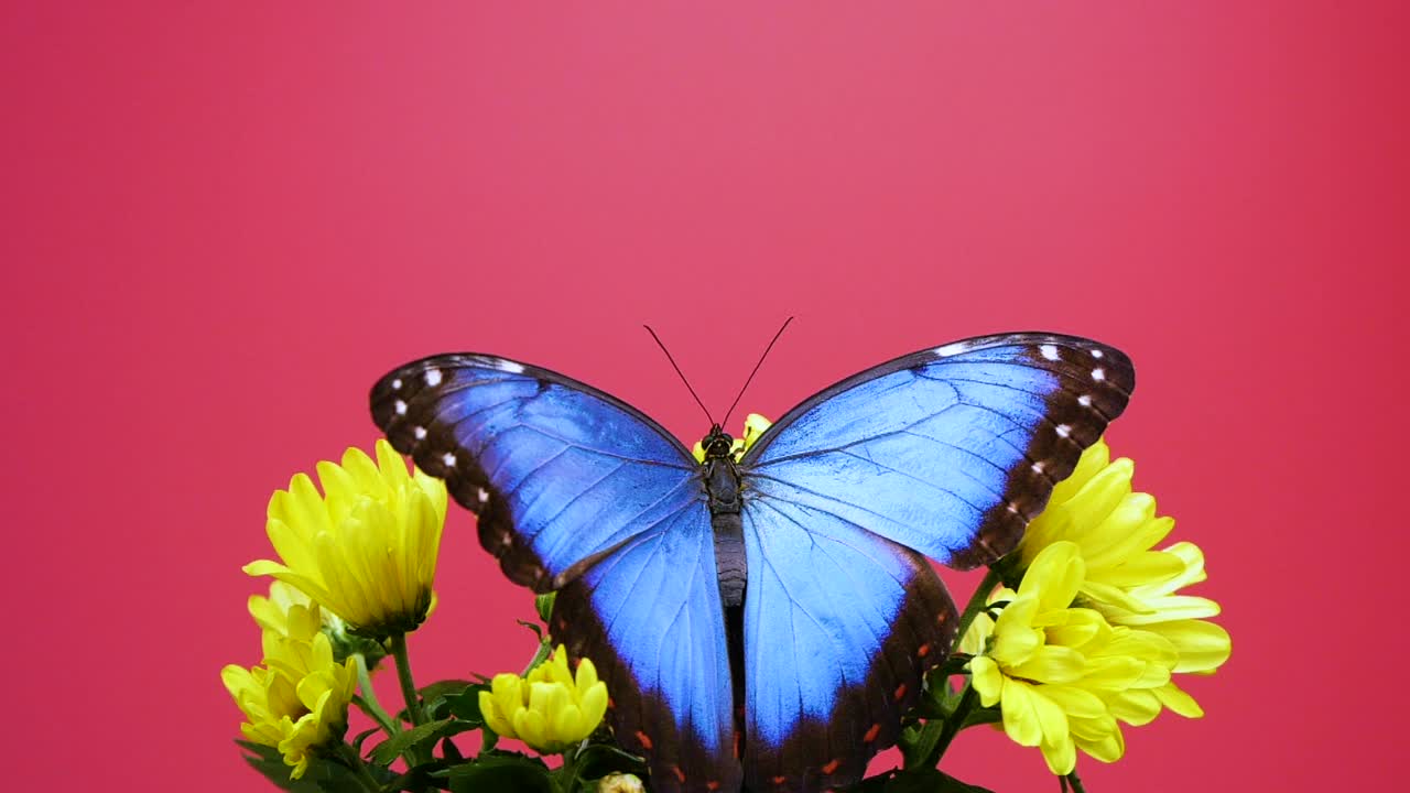 黄色花朵上的蓝色大闪蝶视频下载