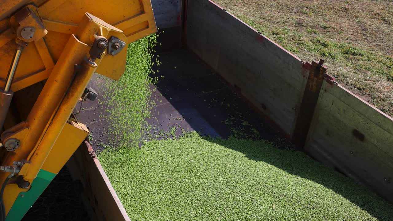 青豆收割，结合卸刚收割的豌豆，慢动作视频下载