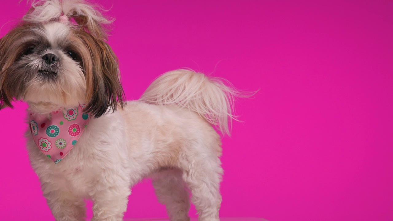 项目视频贪婪的小西施狗向上看，要求零食和舔鼻子在粉红色的背景视频下载