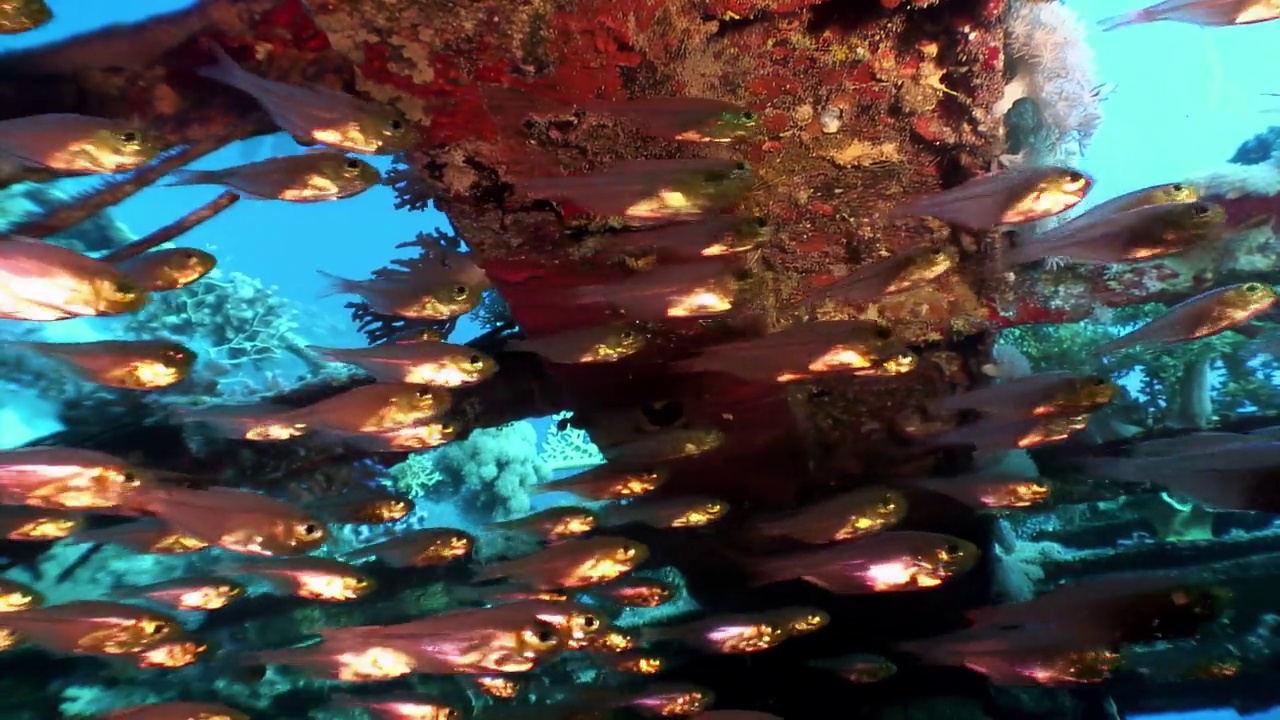 一群鱼在红海海底世界的沉船里游泳。视频下载