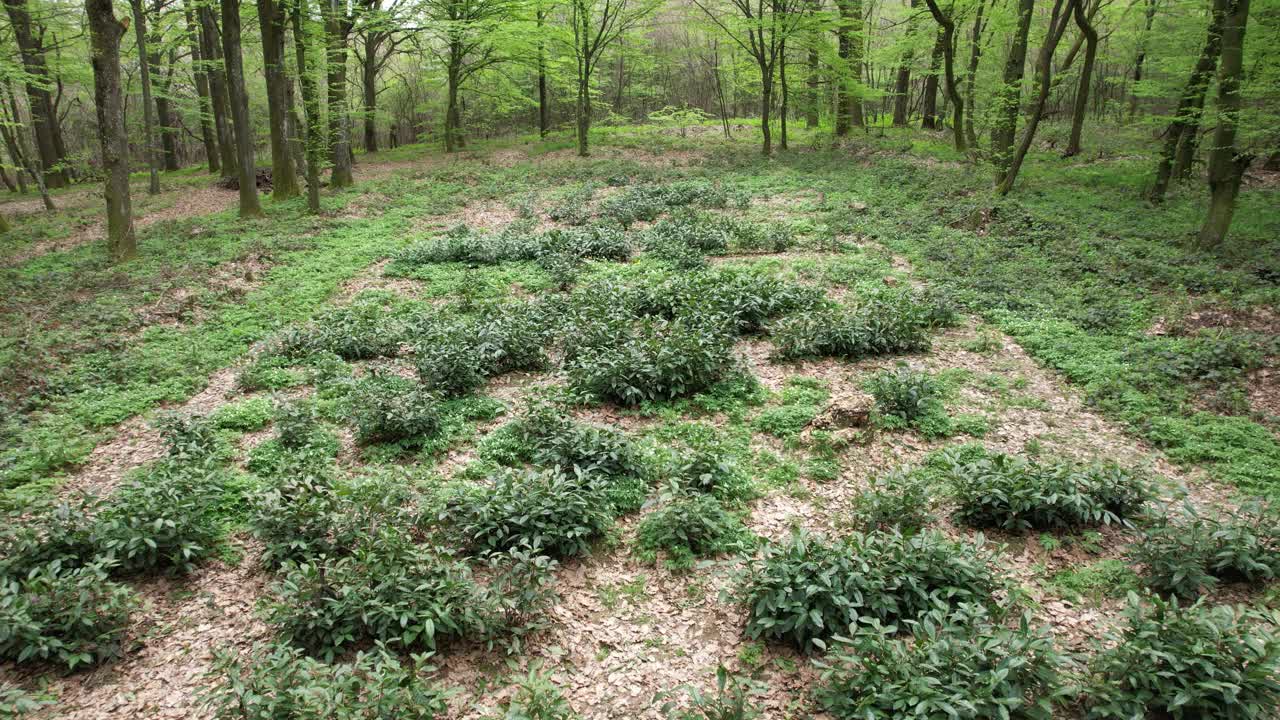 在森林里种茶视频素材