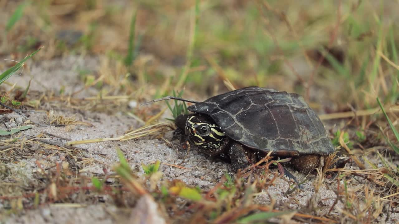 草地上的单身鸡龟。特写镜头视频下载