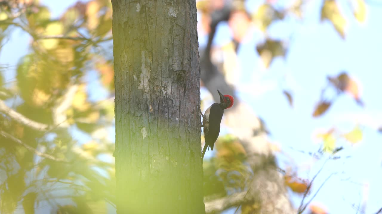 泰国和东南亚的白腹啄木鸟。视频下载