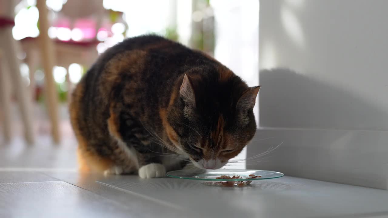 饥饿的猫吃着美味的液体鱼饲料，富含维生素、微量营养素，胃口好视频下载