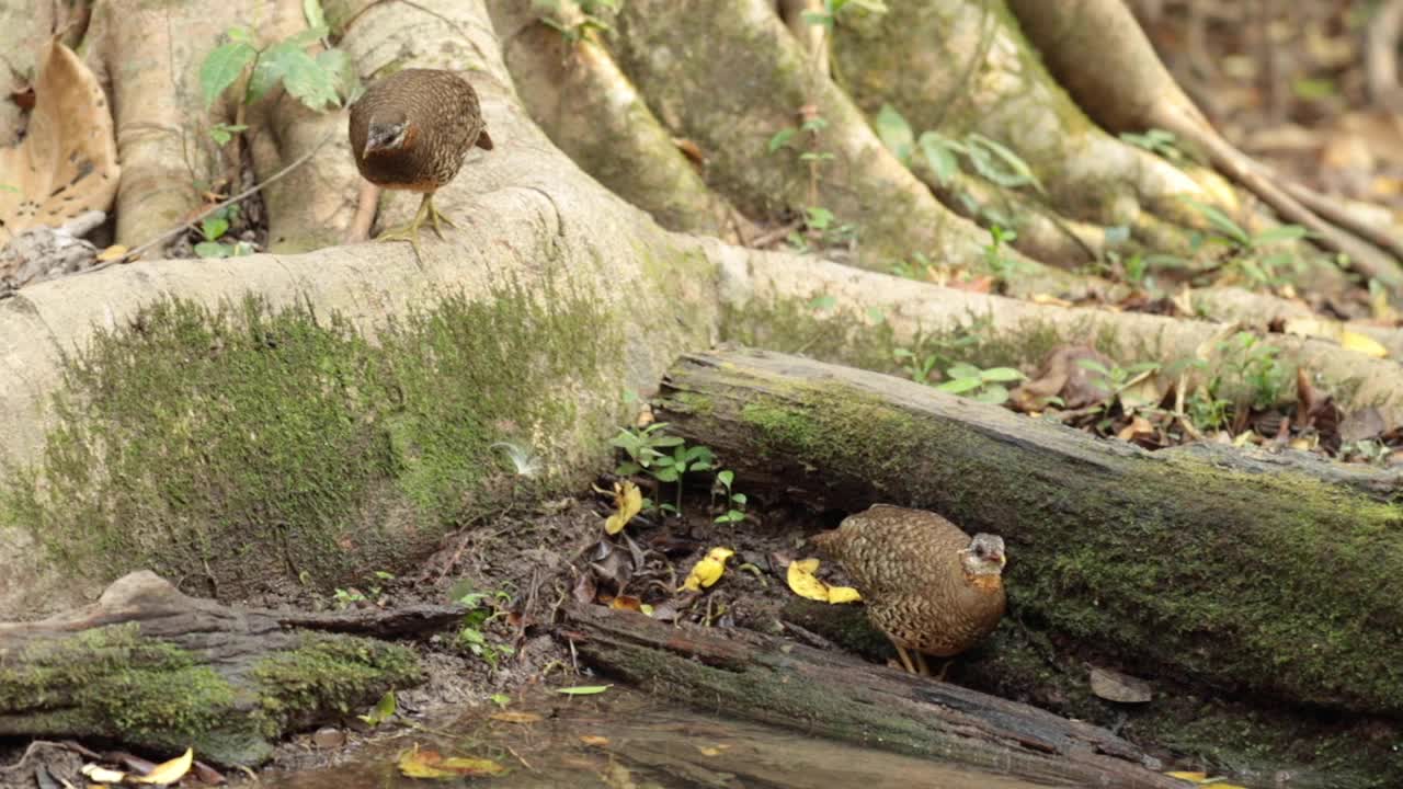 在森林里觅食的丛林雌禽视频下载