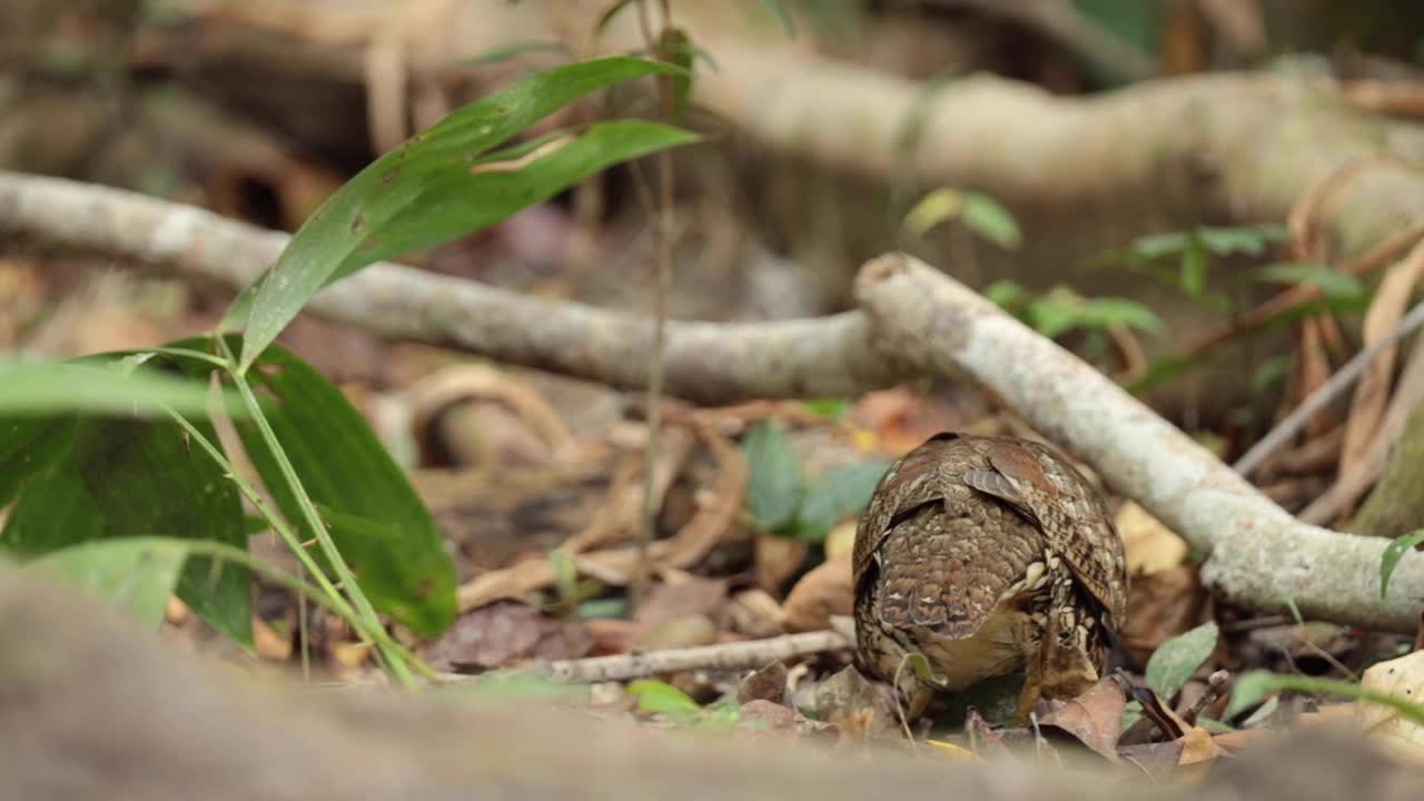 在森林里觅食的丛林雌禽视频下载