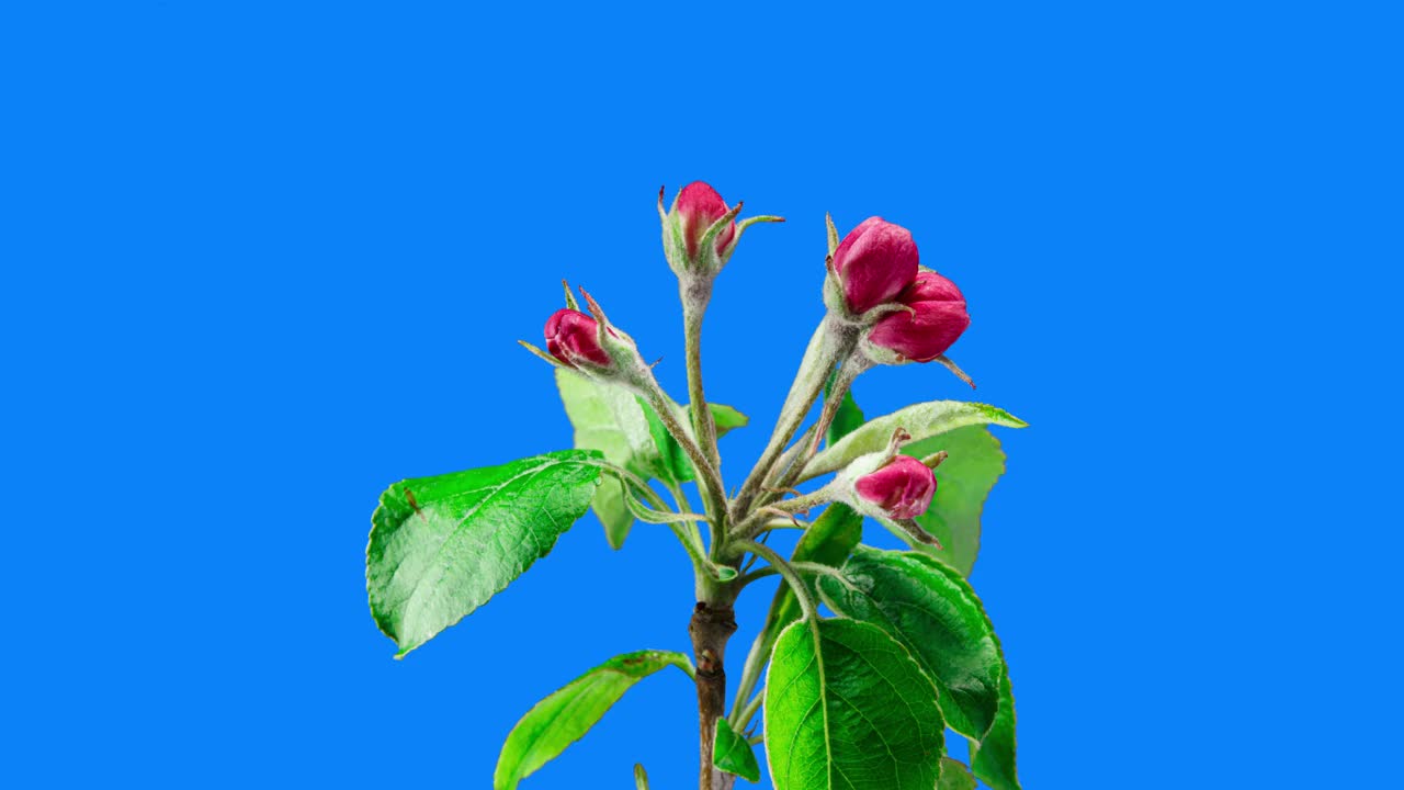 粉红色的苹果花盛开在蓝色背景上的时间流逝。春树开花。美丽的白色花朵开得很快，黄色的雄蕊动视频下载