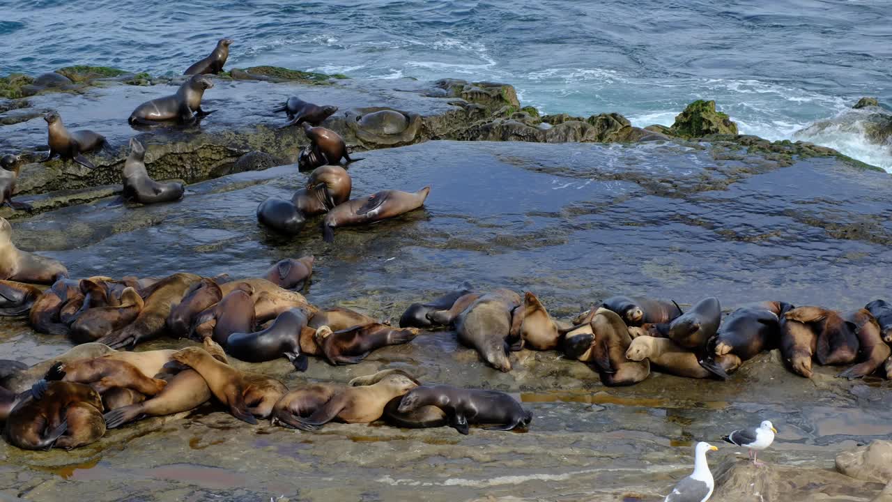 加州海狮，拉霍亚湾，圣地亚哥视频下载