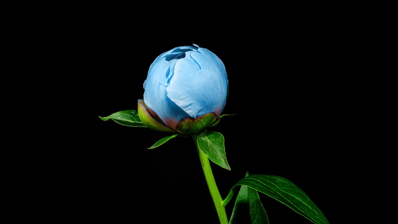 美丽的蓝色牡丹花盛开在黑色背景上的延时特写。温柔的黄色花朵在时间流逝中移动视频下载