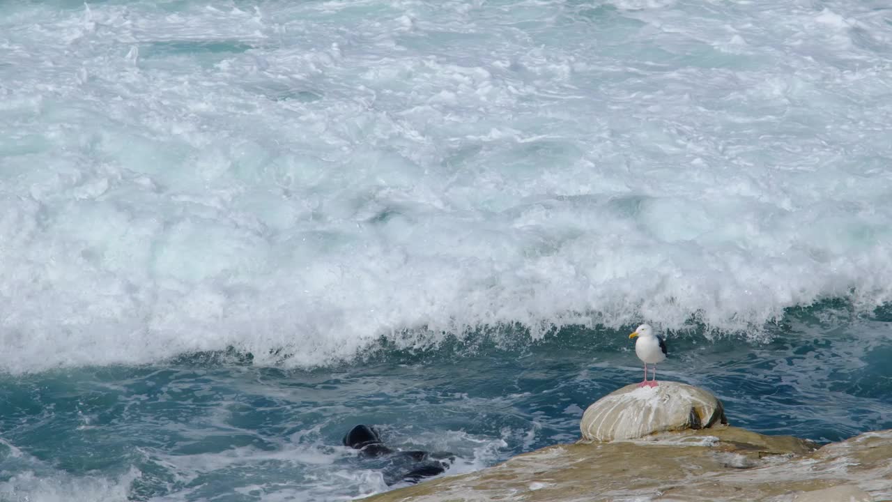 一只海鸥，拉霍亚湾，圣地亚哥视频下载
