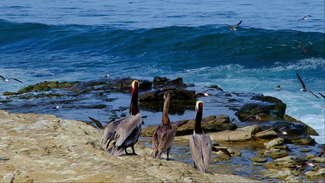 棕色鹈鹕队，拉霍亚湾，圣地亚哥视频下载