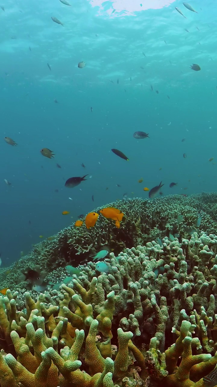 水下有五颜六色的鱼的珊瑚礁。视频下载
