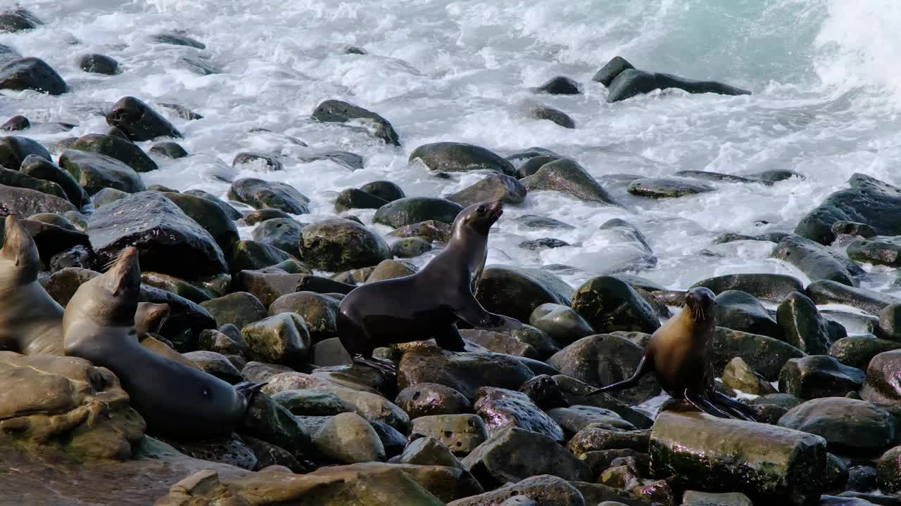 加州海狮，拉霍亚湾，圣地亚哥视频下载