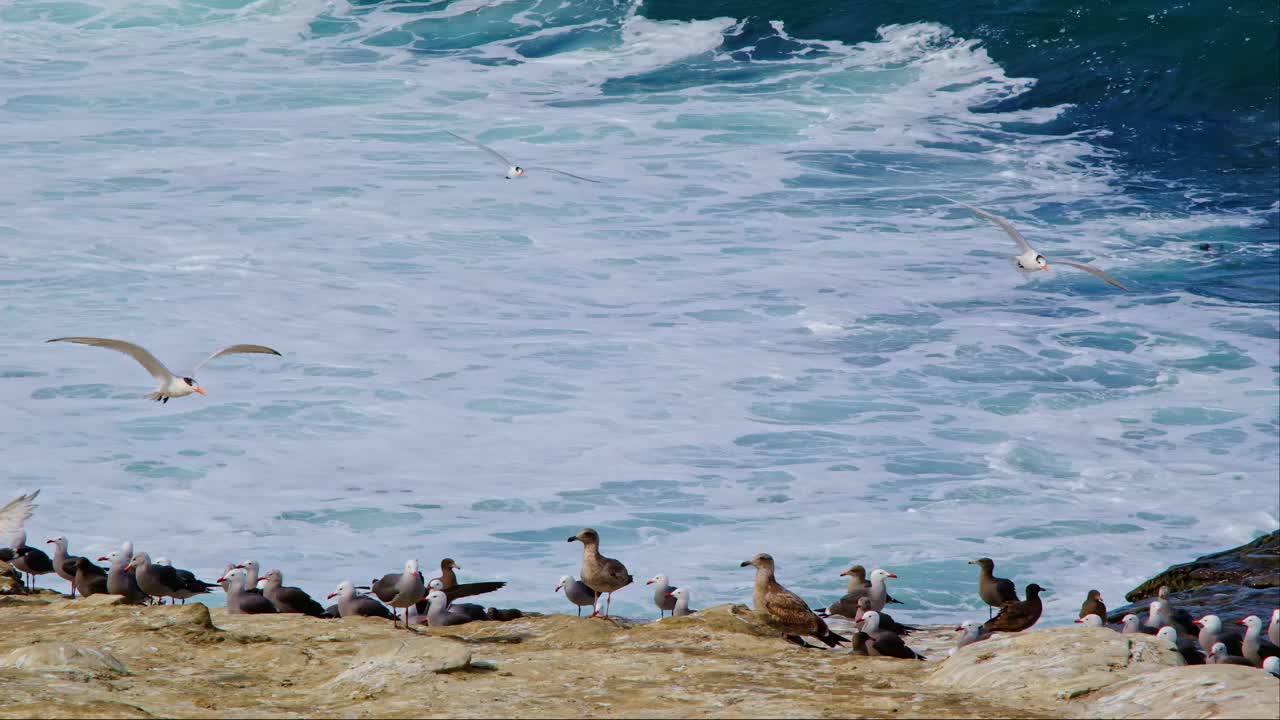 皇家燕鸥和海鸥，拉霍亚湾，圣地亚哥视频下载
