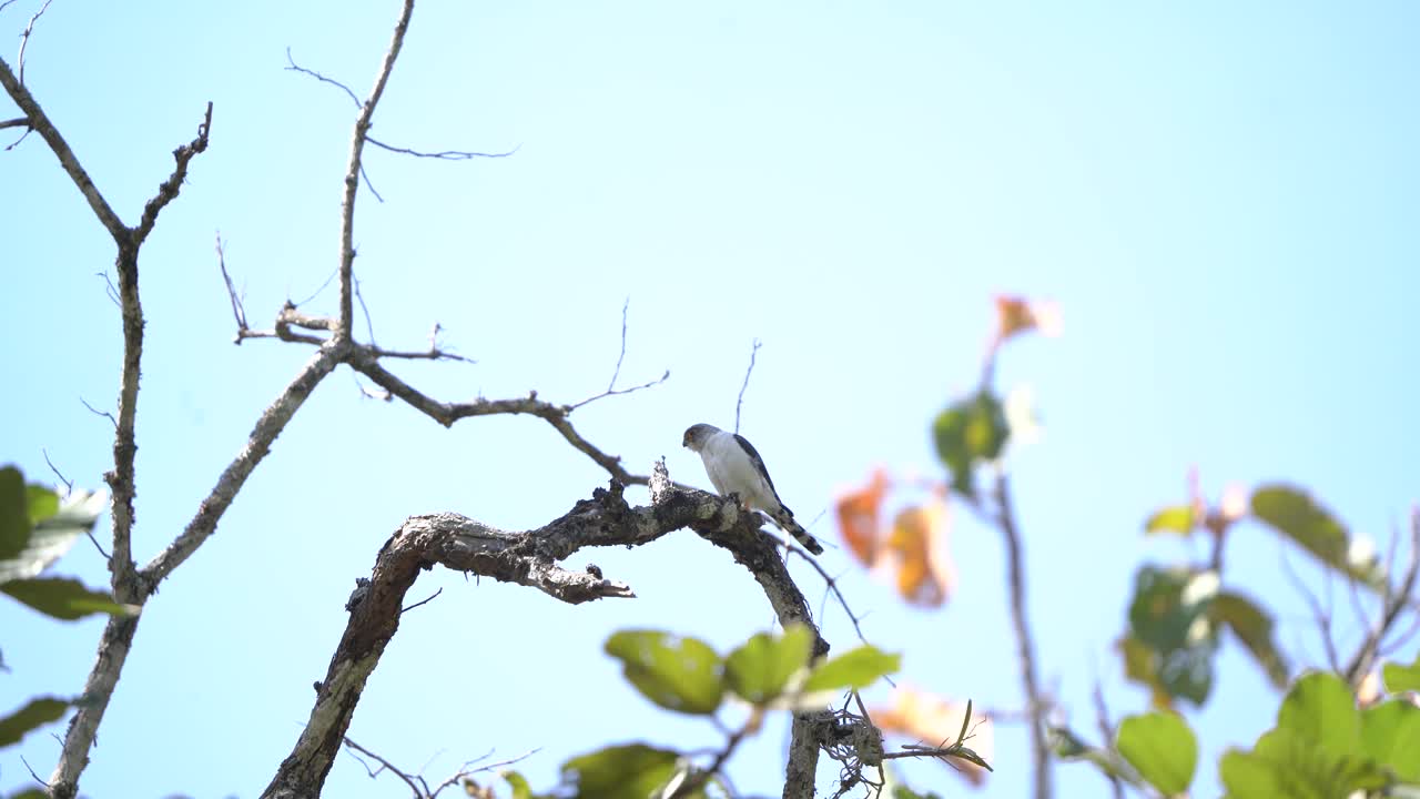 泰国和东南亚的稀有鸟类。视频下载
