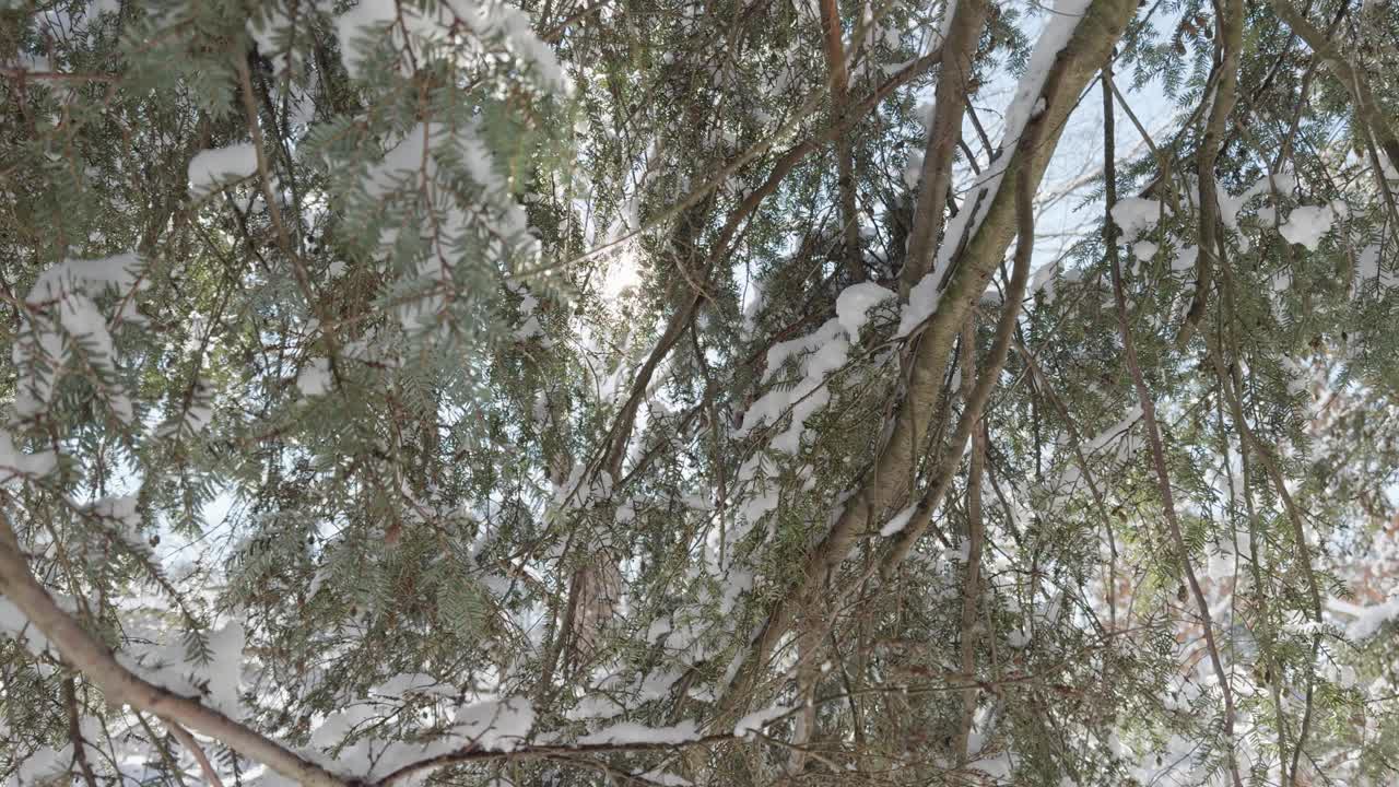 冬天，阳光透过松树的树枝照进来视频下载