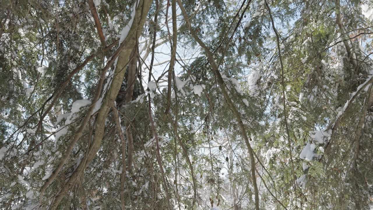 一棵被雪覆盖的树，有许多树枝和叶子，是自然景观的一部分视频下载