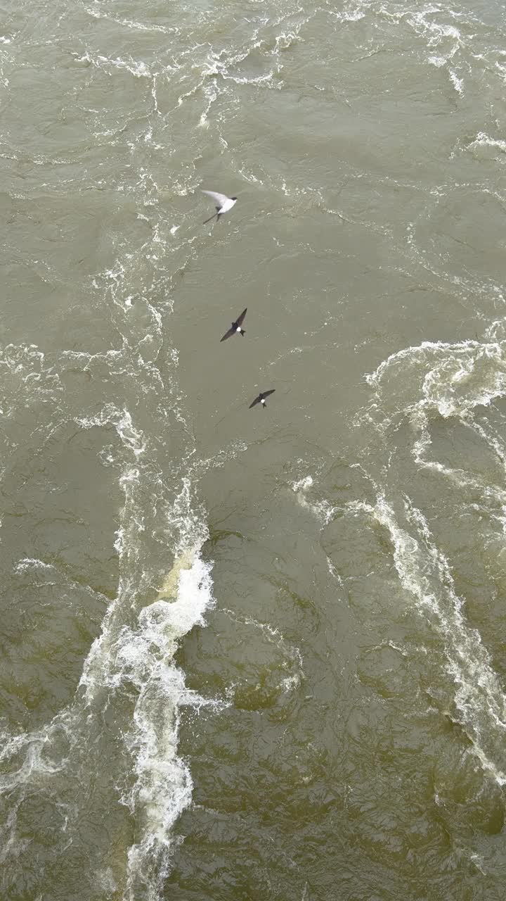 一群燕子在靠近水坝的河水上飞过视频下载