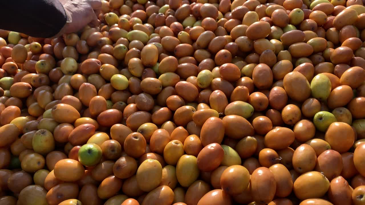 新鲜成熟的绿色和棕色甜枣(她或浆果)果实的特写。一堆亚洲健康水果枣或酸枣。视频下载