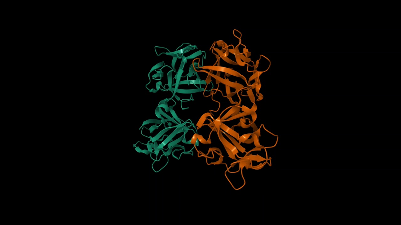 C型肉毒杆菌血凝素成分(HA1)的晶体结构。视频下载
