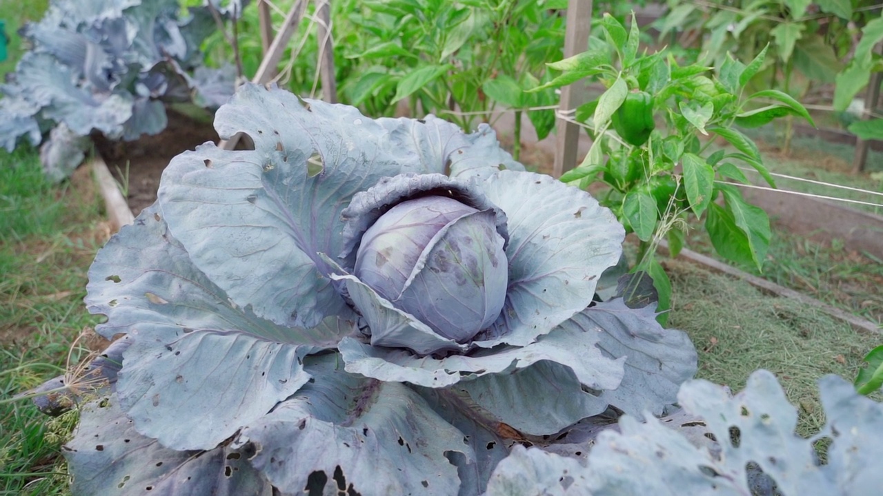花园里的红卷心菜，镜头靠近正在生长的蔬菜视频素材