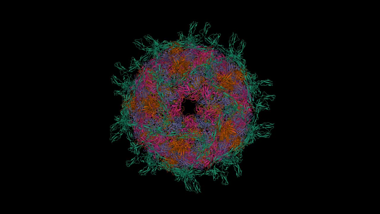 埃可病毒11与其附着受体衰变加速因子CD55的复合体(绿色)视频下载