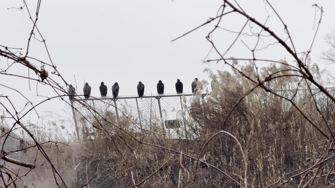 一大群土耳其秃鹫飞翔，栖息在宽阔的铁链围栏上视频下载