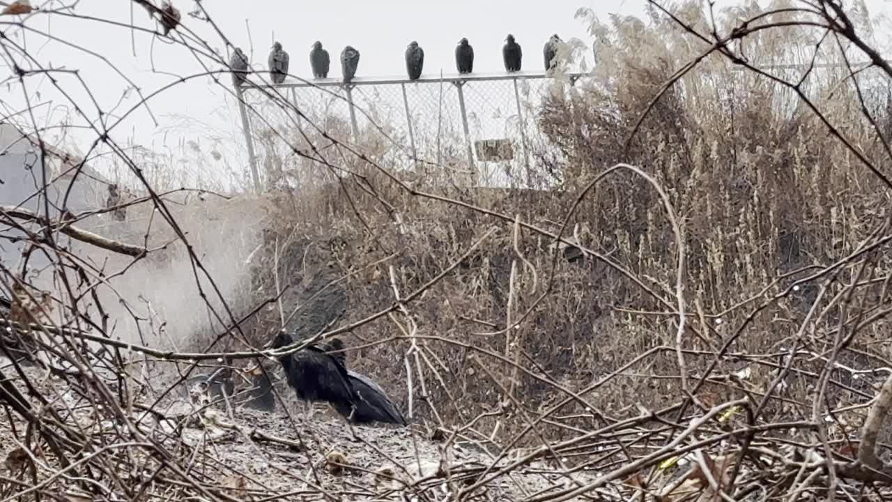 一大群土耳其秃鹫栖息在铁丝网围栏上，正在吃食视频下载