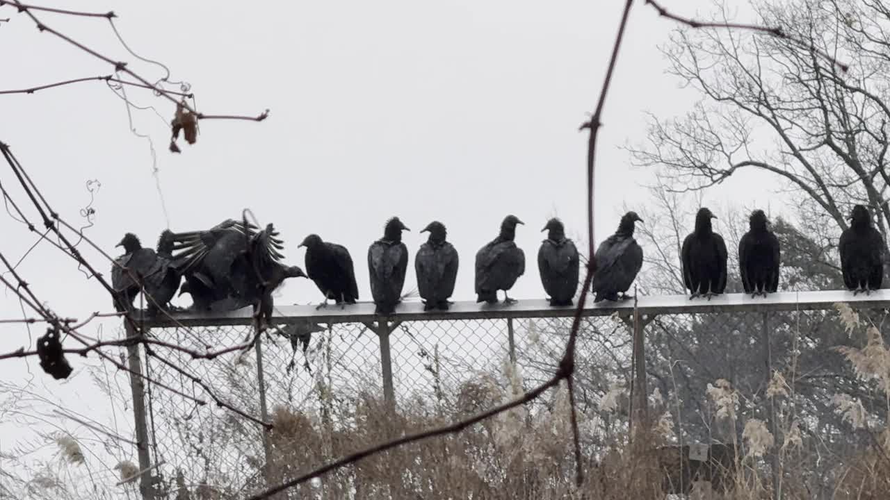 一大群土耳其秃鹫在铁链围栏上飞翔和栖息视频下载