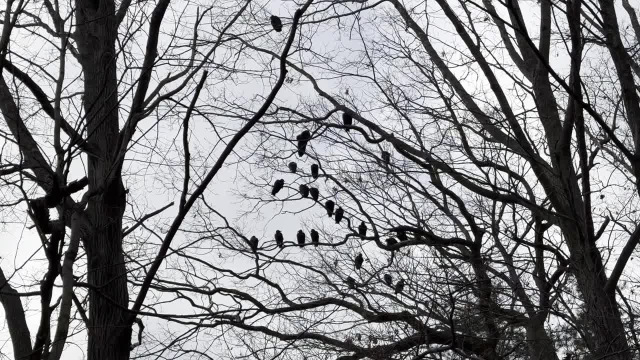 土耳其秃鹫拍打着翅膀，栖息在一棵枯枝丛生的树上视频下载
