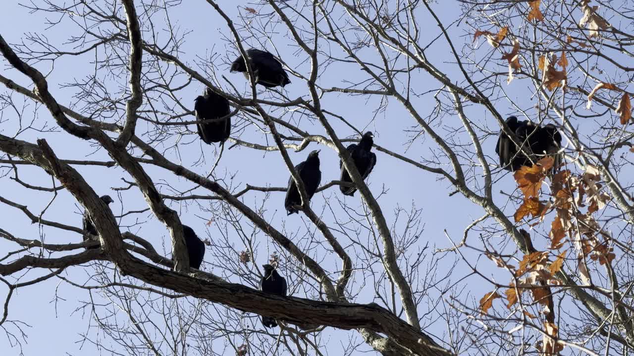 火鸡秃鹫扇动翅膀，栖息在树上的详细特写视频下载
