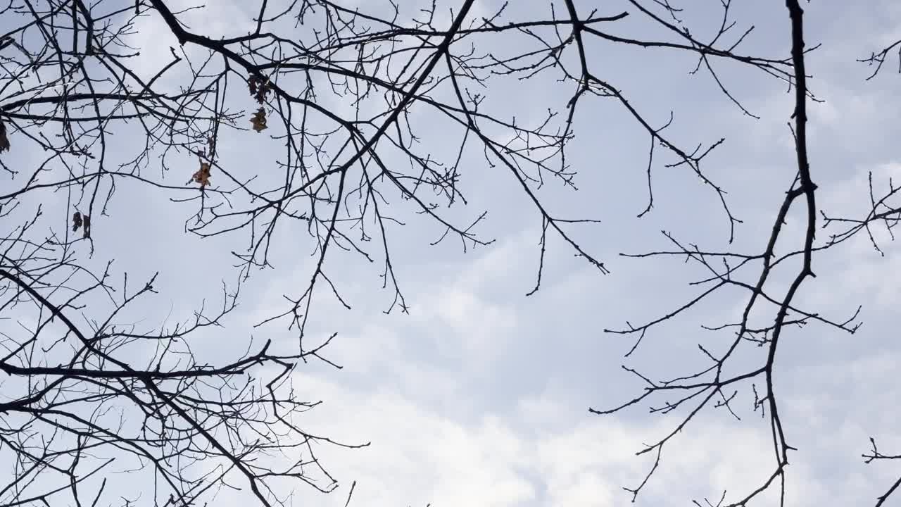 手持拍摄的火鸡秃鹫扇动翅膀，栖息在一棵树上视频下载